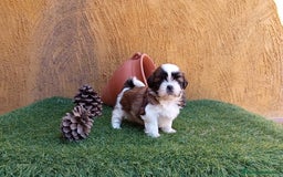 Shih Tzu perros en venta: SHIH TZU IMPERIALES  - Imagen 1