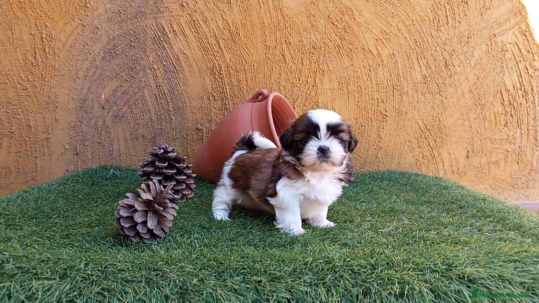 Shih Tzu perros en venta: SHIH TZU IMPERIALES  - Imagen 1