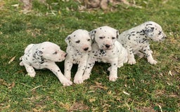 Dálmata perros en venta: Espectacular camada de dálmatas  - Imagen 8
