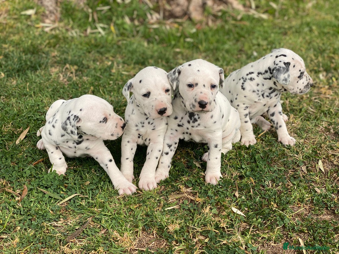 Dálmata perros en venta: Espectacular camada de dálmatas  - Imagen 8