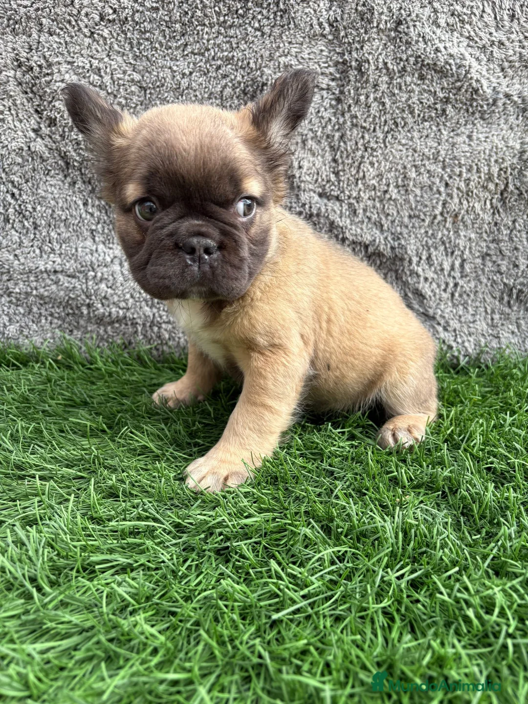 Bulldog Francés perros en venta: Cachorros Bulldog Frances Fluffy macho y hembra - Anuncio 10