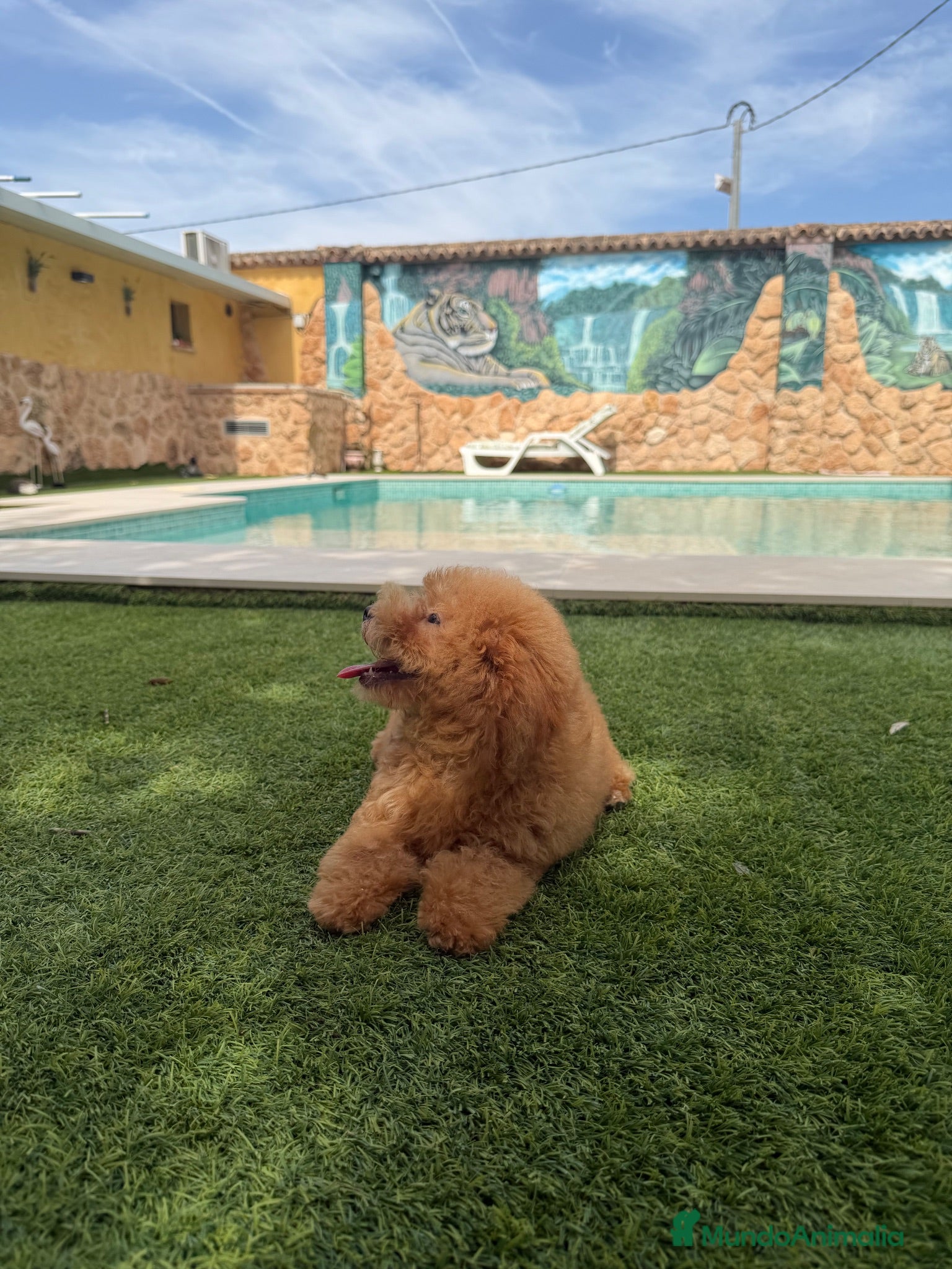 Caniche Toy perros Excelente caniche toy - Anuncio 2