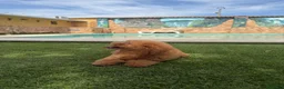 Caniche Toy perros en venta: Excelente caniche toy - Anuncio 2