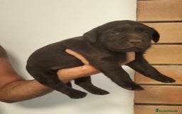 Labrador Retriever perros en venta: LABRADOR RETRIEVER CHOCOLATES - Imagen 1