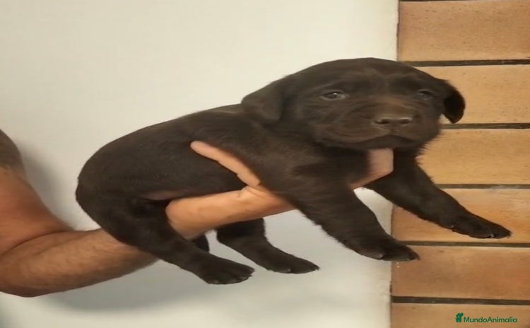 Labrador Retriever perros - Anuncio 1