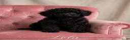 Caniche Enano perros en venta: Caniches enanas negras - Anuncio 2