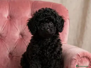 Caniche Enano perros Caniches enanas negras - Anuncio 2