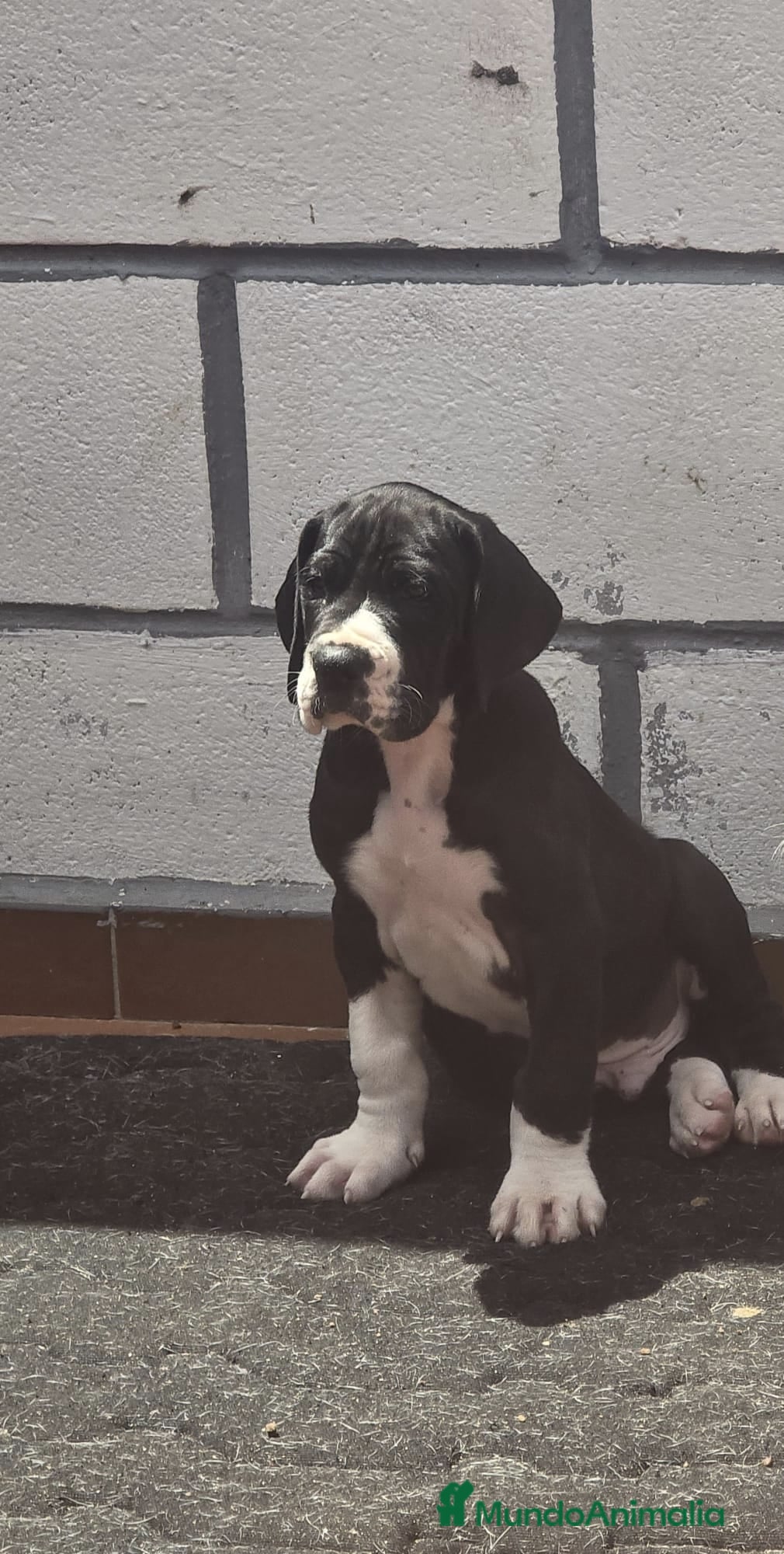 Dogo Alemán perros en venta: Dogo Aleman  - Anuncio 1
