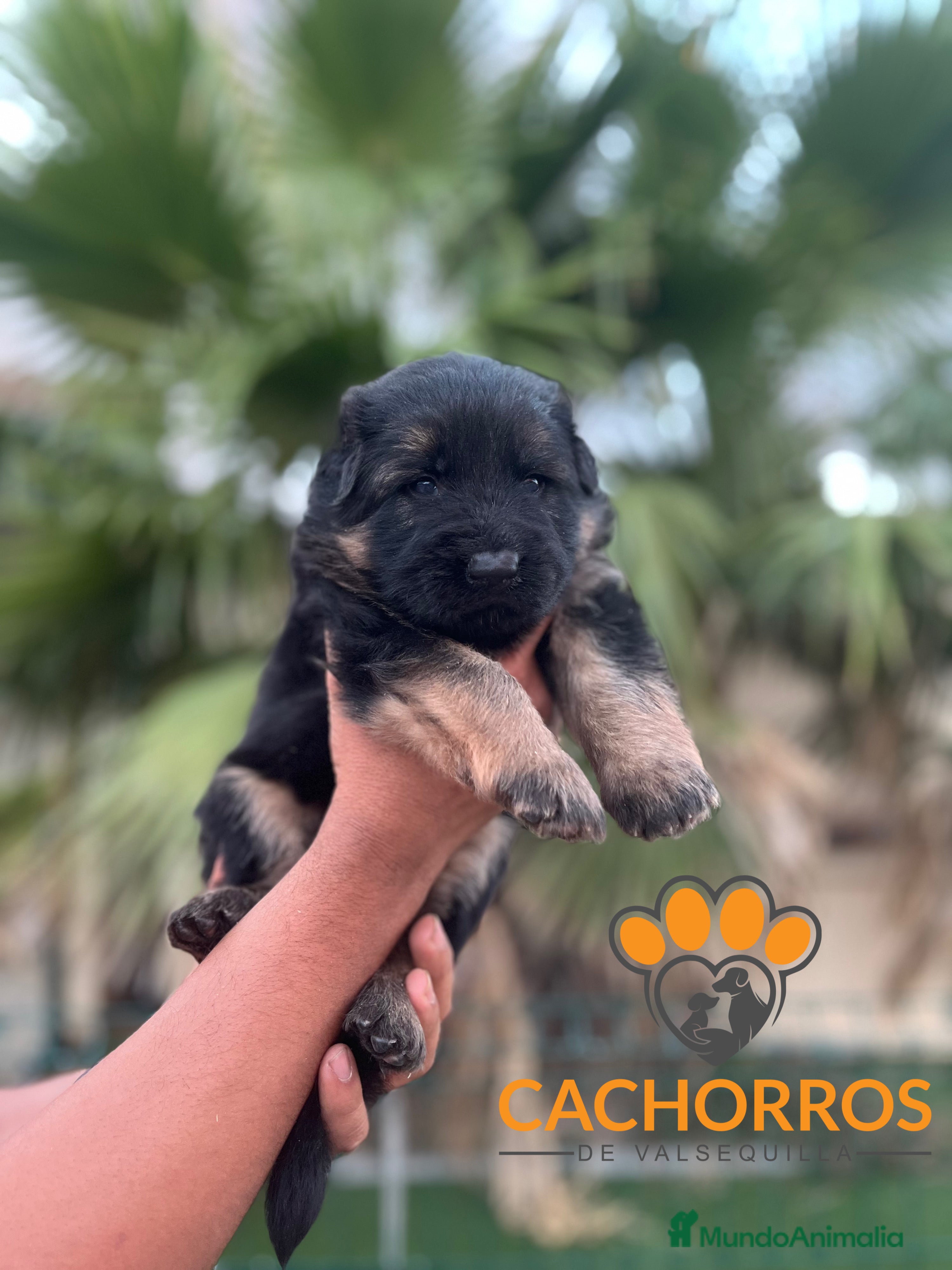 Pastor Alemán perros Pastor alemán  - Anuncio 7