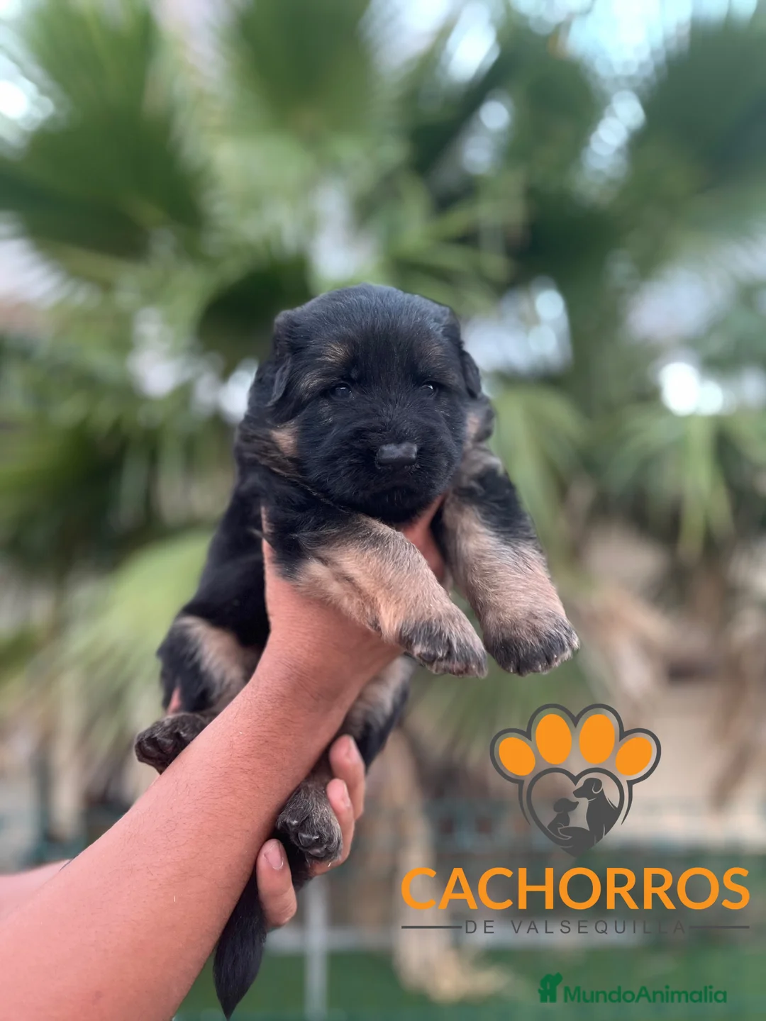 Pastor Alemán perros en venta: Pastor alemán  - Anuncio 1