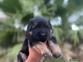 Pastor Alemán perros Pastor alemán - Anuncio 7
