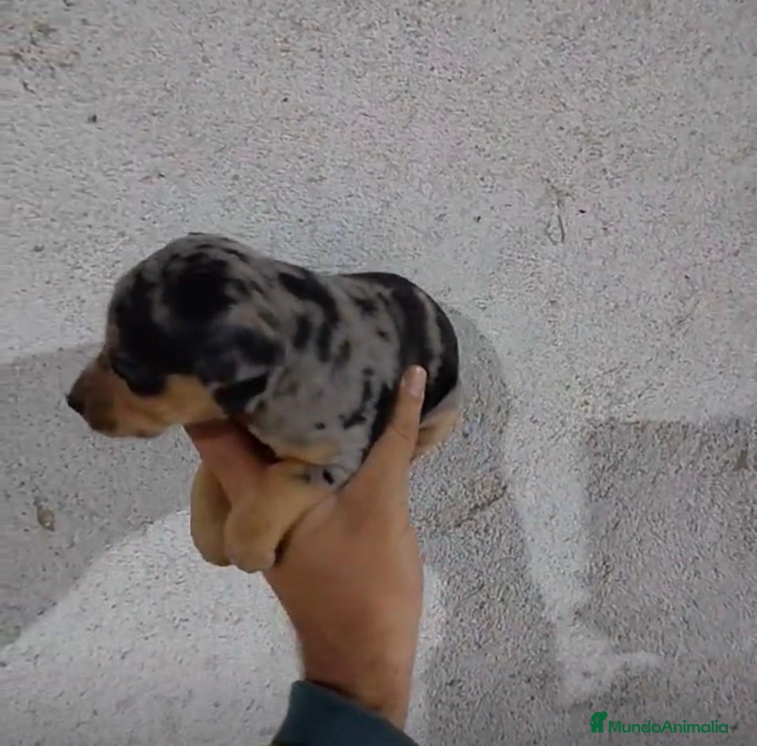 Pinscher Miniatura perros en venta: Pinscher miniatura merle  - Anuncio 3