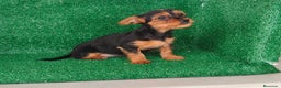 Yorkshire Terrier perros en venta: Yorkshire terrier  - Anuncio 5