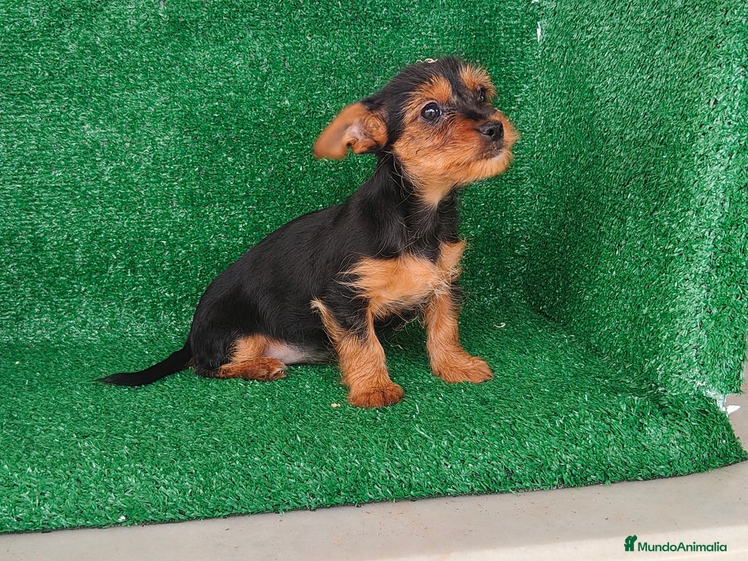Yorkshire Terrier perros en venta: Yorkshire terrier  - Anuncio 5