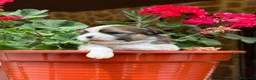 Raza Mixta perros en venta: MALSHI - Anuncio 1