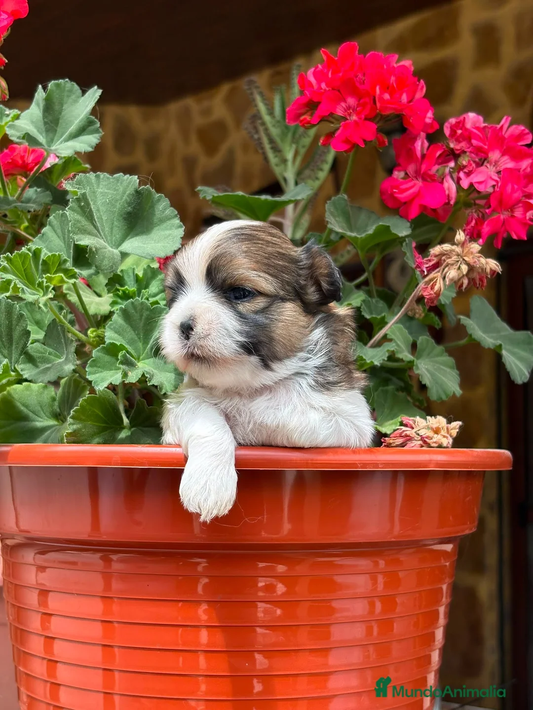 Raza Mixta perros en venta: MALSHI - Anuncio 1