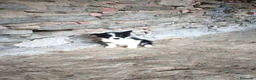 Border Collie perros en venta: Últimos cachorros border collie  - Anuncio 4