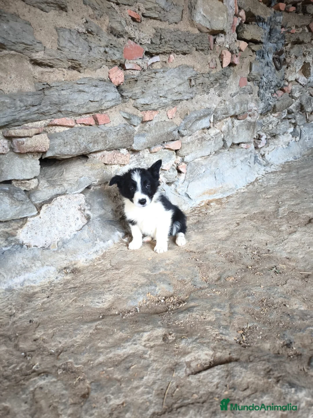 Border Collie perros en venta: Últimos cachorros border collie  - Anuncio 4
