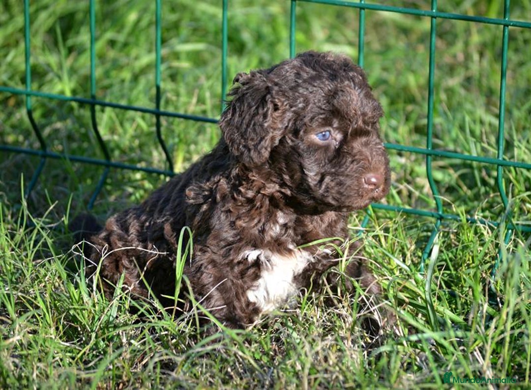 Perro de Agua Español perros en venta: Camada perro de agua español  - Anuncio 5