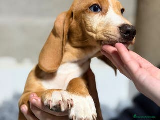 Teckel perros TECKEL ROJO - Anuncio 1