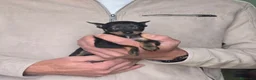 Ratón de Praga perros en venta: Raton de praga pequeños  - Anuncio 1