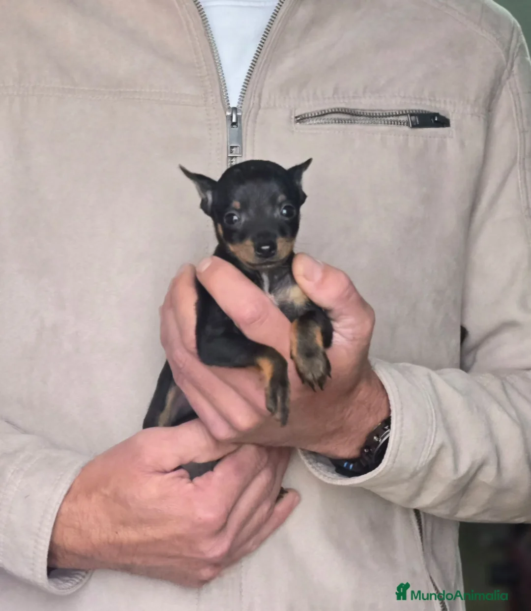 Ratón de Praga perros en venta: Raton de praga pequeños  - Anuncio 1