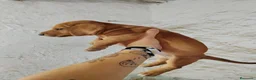 Teckel perros en venta: Teckel Arlequínes y Negros fuego - Anuncio 6