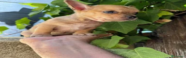 Chihuahua 5