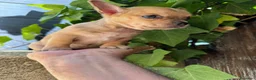 Chihuahua perros en venta: Chihuhua toy  - Anuncio 15