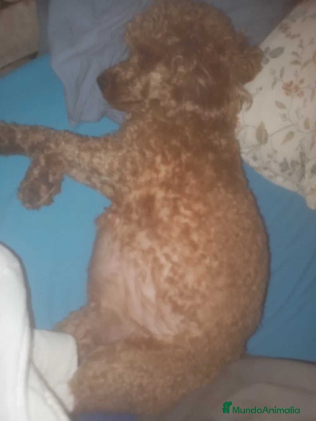 Caniche Mediano perros en venta: Caniches medianos tirando a enano - Anuncio 1