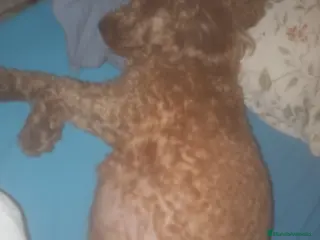 Caniche Mediano perros Caniches medianos tirando a enano - Anuncio 3