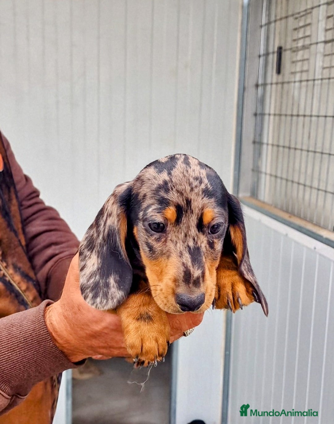 Teckel perros en venta: Teckel miniatura precio real - Anuncio 4