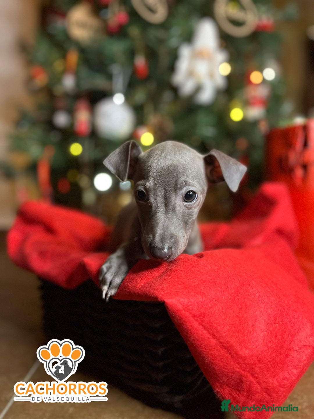 Pequeño Lebrel Italiano perros en venta: Lebrel italiano  - Anuncio 3