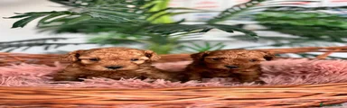 Caniche Toy 1