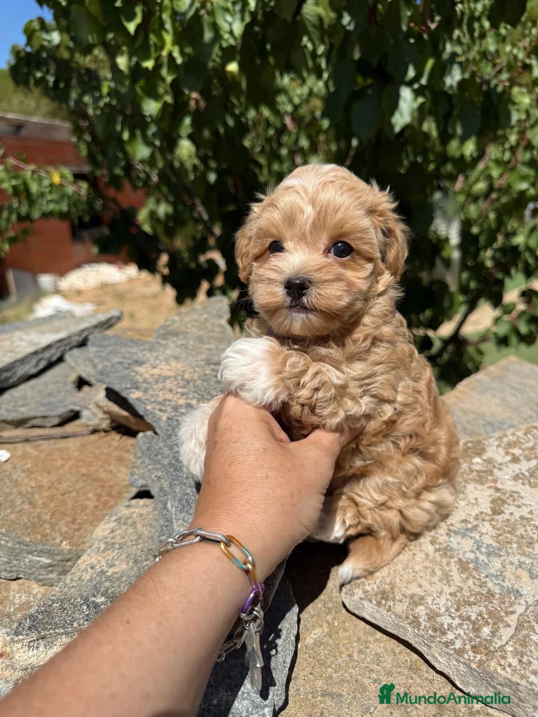 Maltipoo perros en venta: Maltipoo macho bicolor macho toy!!! - Anuncio 6