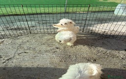 Bichón Maltés perros en venta: Bichón maltés toy  - Imagen 6