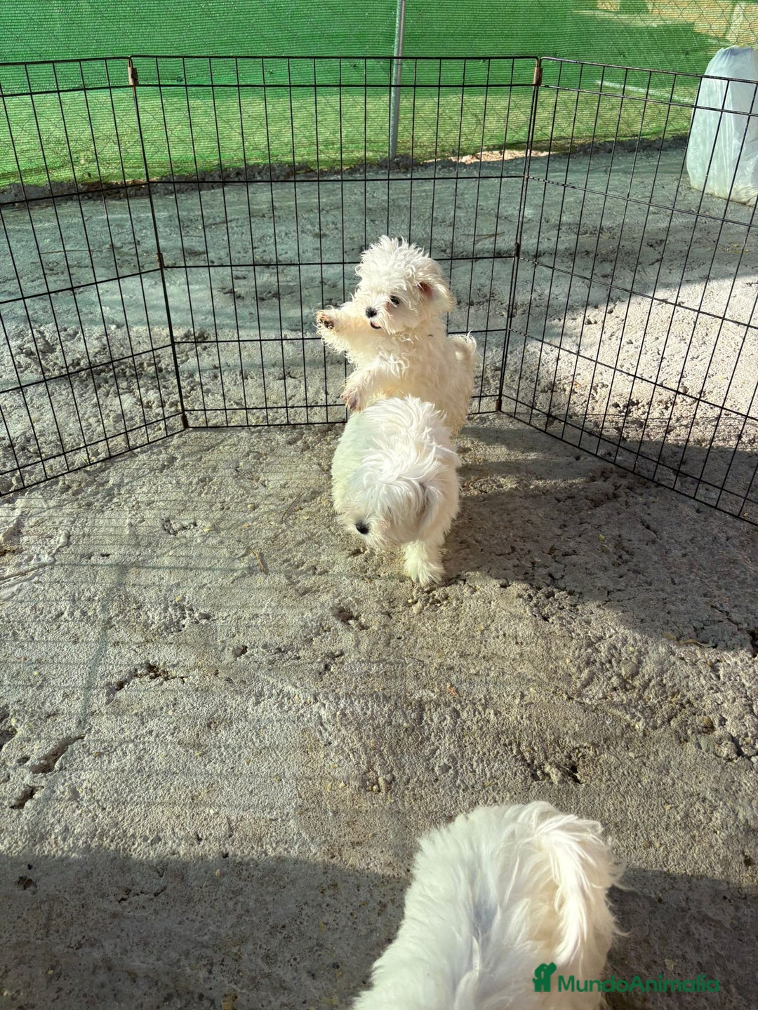 Bichón Maltés perros en venta: Bichón maltés toy  - Imagen 6