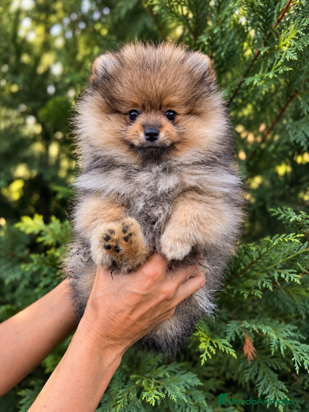 Pomerania perros Hembras Pomerania naranja sable - Anuncio 1