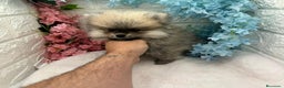 Pomerania perros en venta: Pomerania del valle pequeños  - Anuncio 1