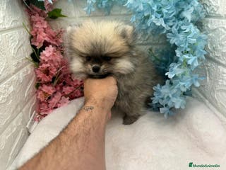 Pomerania perros Pomerania del valle pequeños - Anuncio 26