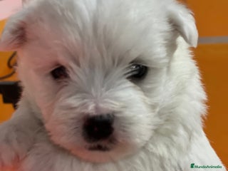West Highland White Terrier perros en Barcelona - Anuncio 3