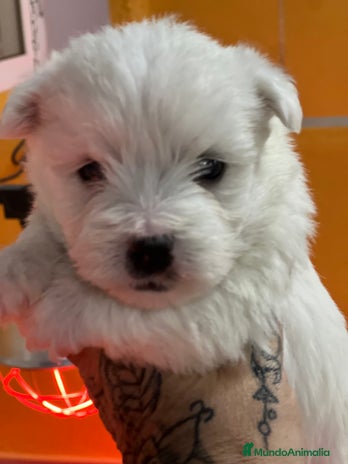 West Highland White Terrier perros en Barcelona - Anuncio 3