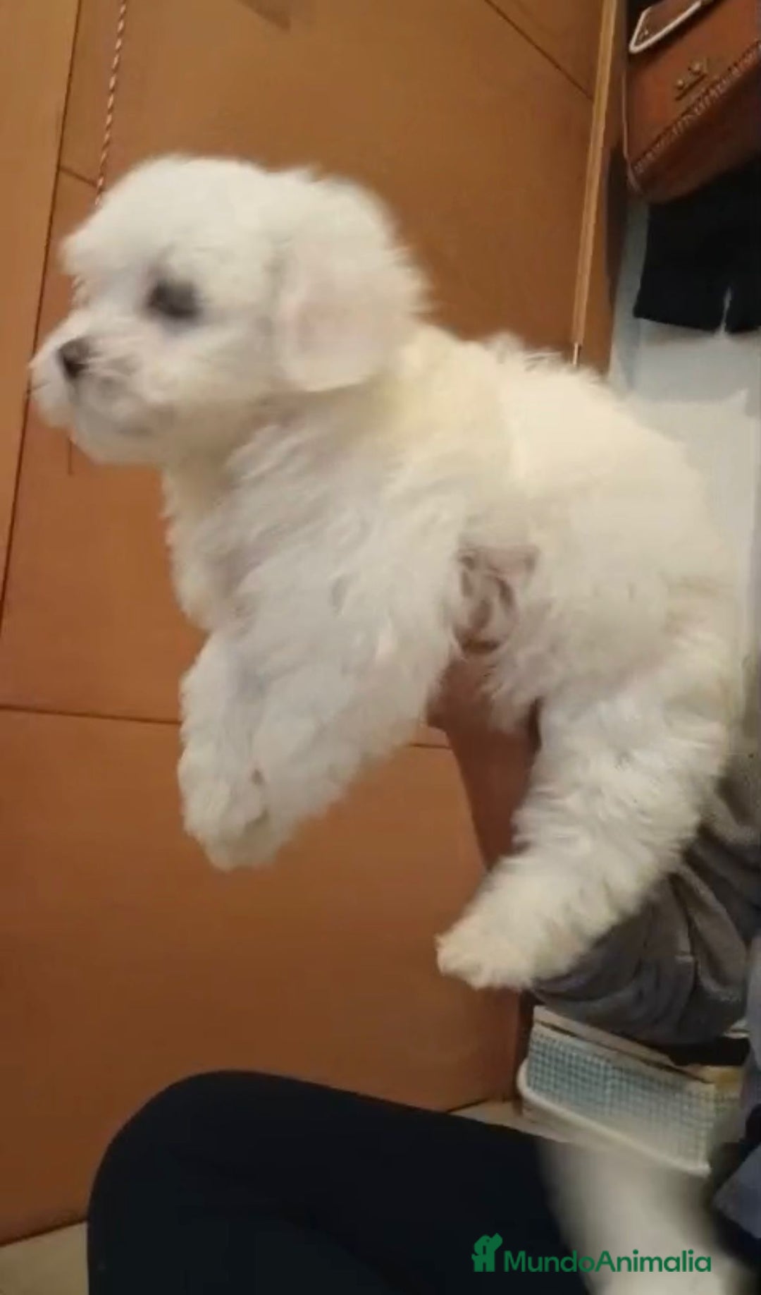 Bichón Maltés perros en venta: Bichon maltés  - Imagen 8