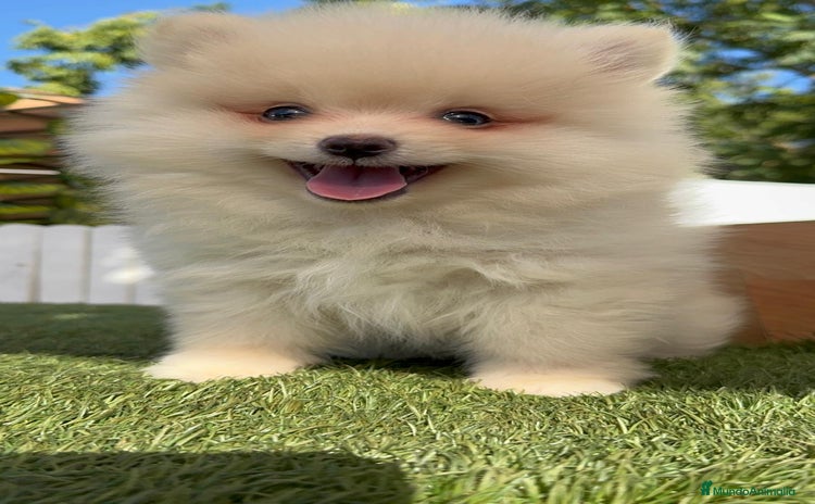Pomerania perros - Anuncio 1