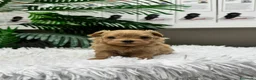 Maltipoo perros en venta: MALTIPOO 100%  - Anuncio 8
