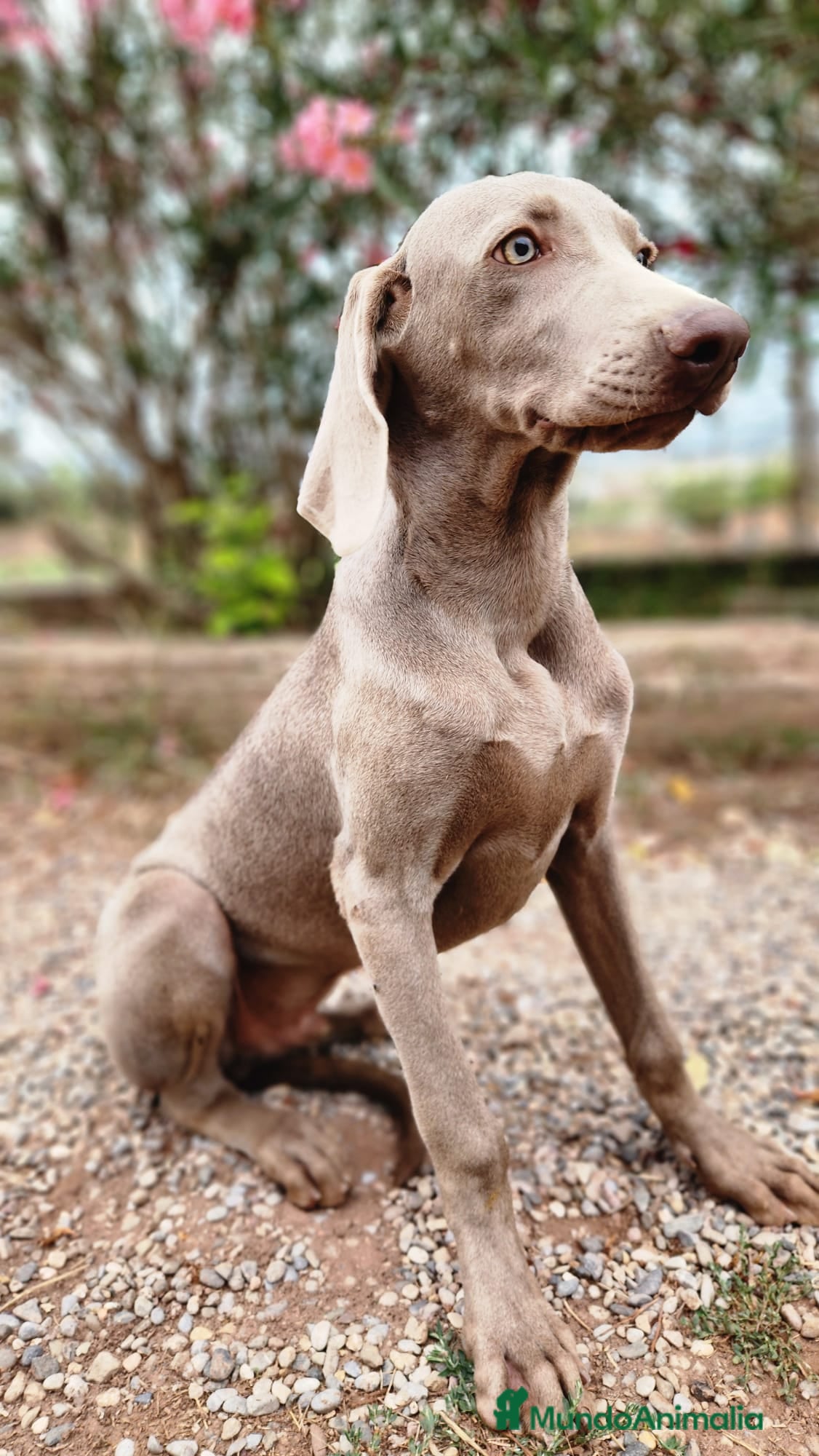 Weimaraner perros WEIMARANER ECONÓMICO  - Anuncio 2