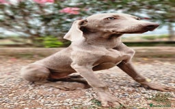 Weimaraner perros en venta: WEIMARANER ECONÓMICO  - Imagen 2
