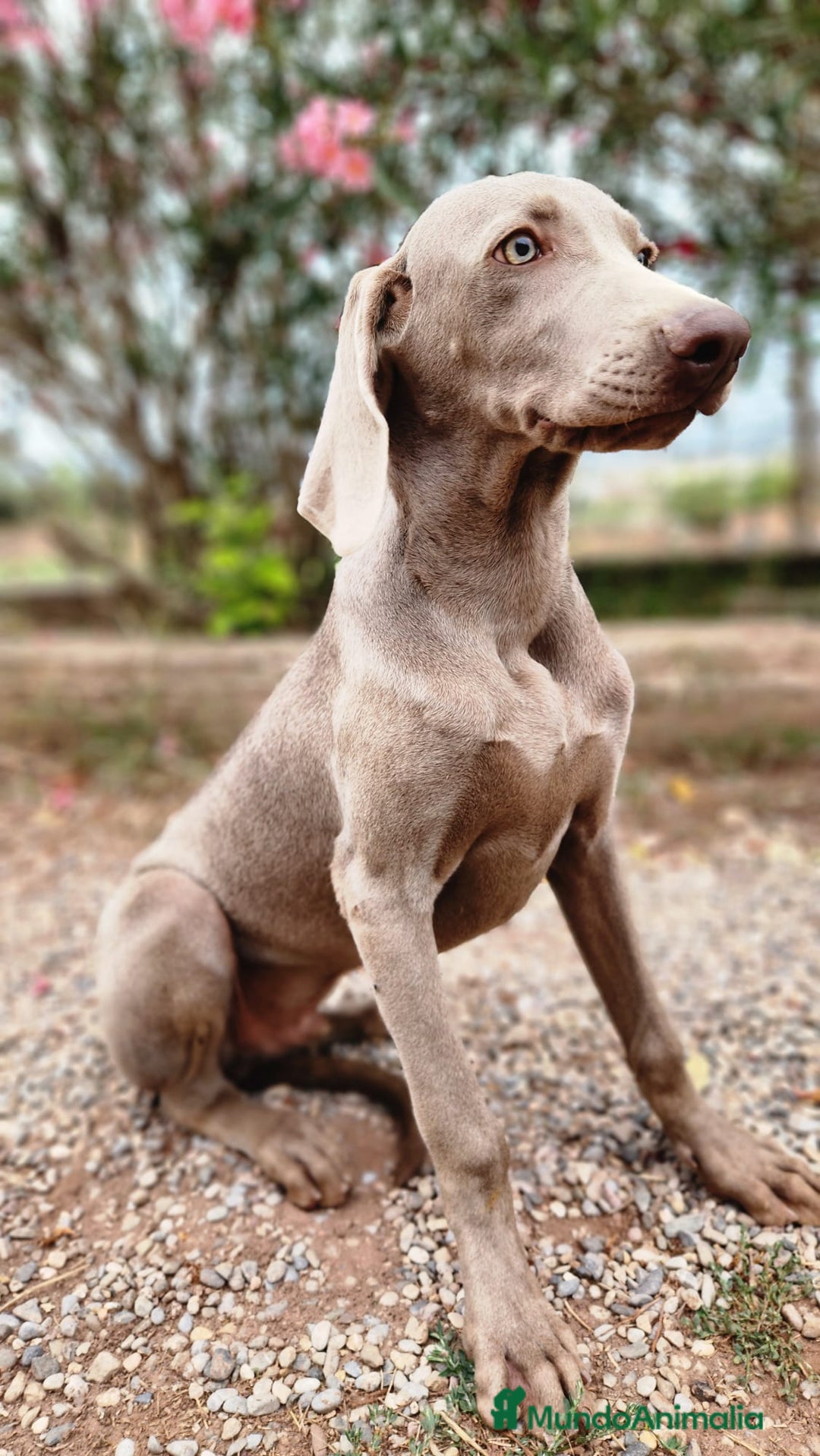 Weimaraner perros en venta: WEIMARANER ECONÓMICO  - Imagen 2