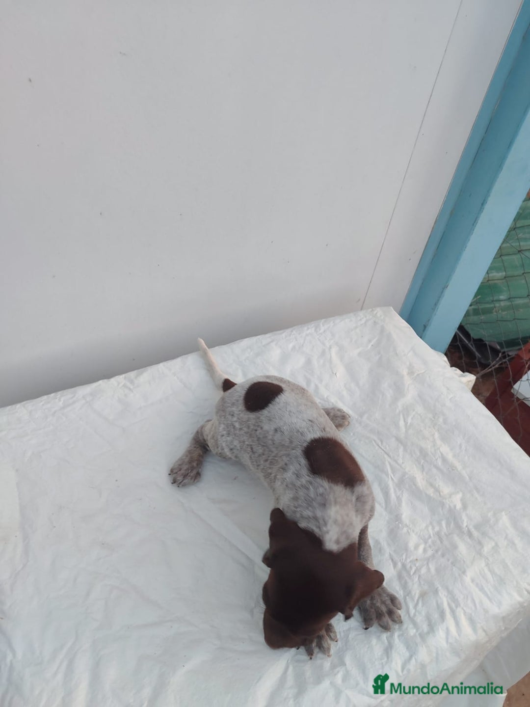 Braco Alemán de Pelo Corto perros en venta: Braco Alemán  - Imagen 2