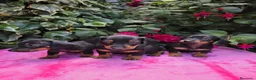 Teckel Miniatura perros en venta: Cachorros Teckel miniatura  en Lugo - Anuncio 2